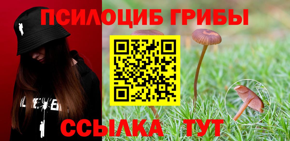 купить наркотик  Псилоцибиновые грибы MAGIC MUSHROOMS  Вход с VPN  Тверь  Галлюциногенные грибы Psilocybe 