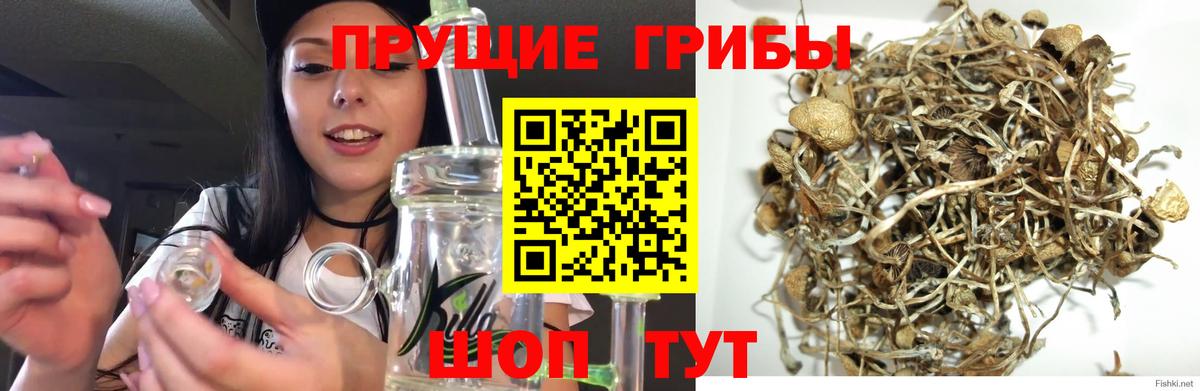 Галлюциногенные грибы Psilocybe Тверь